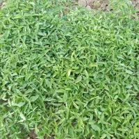 نشائ گوجه فرنگی