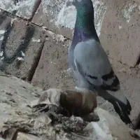 سبز نر ذات دار