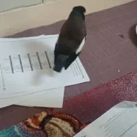 مرغ مینا سخنگو نژاد افغانی اصل
