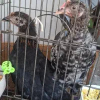 نیمچه مرغ آمروک