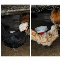 مرغ زینتی پولندولهستانی