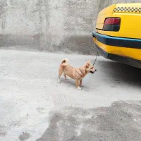 سگ پاکوتاه