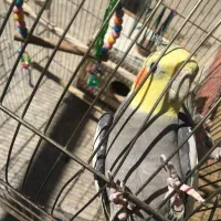 عروس هلندی نر