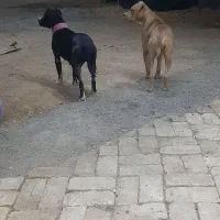 واگذاری ت و ل ه پیتبول اصیل