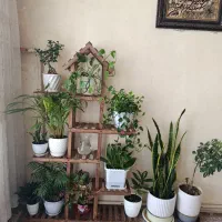 استندگل وگیاه