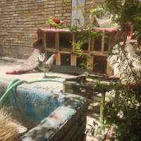 خروس گلین