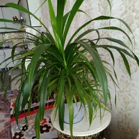 گل طبیعی پاندالوس و سانسوریا