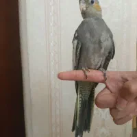 عروس هلندی