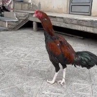 لاری اوشامو اصیل
