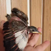 مینا و قناری سهره فقط فقط تماس