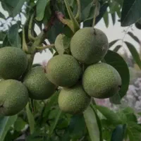 گردو پوست کاغذی