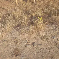 الاغ ماده گوسفندی واسه بار گشی وگاری بستنم
