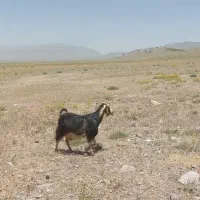 بز کهر دار