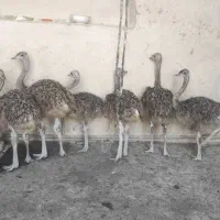 حیوانات (شترمرغ)