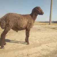 بره نر