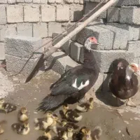 اوردک با جوجه