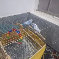 مرغ عشق