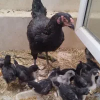 مرغ لاری با جوجه