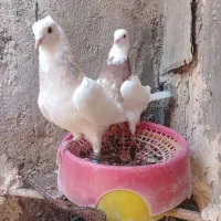 دو جوفت طوقی