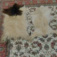 ۲ عدد پوست بز