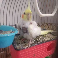 پرنده