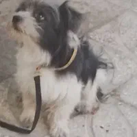 سگ پاکوتاه