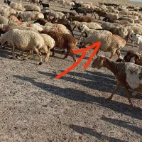 میش .داشتی.اوست