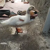 اردک