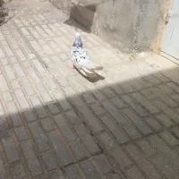 کبوتر کرز