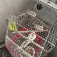 عروس هلندی لوتینو جفت