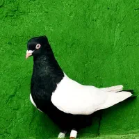 نر سینه سیاه چشم نوک سفید پرنده کفتر