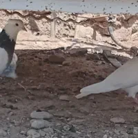 کبوتر ماده