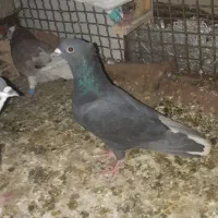 زاغ دم سفید کاکل