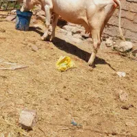 گاو سیمنتال شیری جوان با گوساله سمینتال