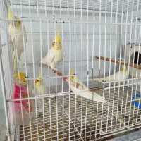عروس هلندی