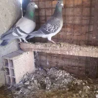 دوبر|پرنده|اردبیل, |دیوار