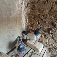 کبوتر|پرنده|لالجین, |دیوار