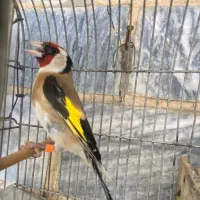 سهره