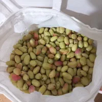 پسته تازه امسال