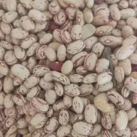 لوبیا چیتی