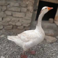 یک عدد غاز  نر دو عدد غاز ماده