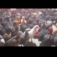 جوجه مرغ و خروس محلی اصل و گلپایگانی و بوقلمون