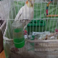 عروس هلندی