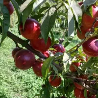 فروش ۱۳ هکتار باغ مزرعه زیبا و دلنشین