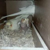 یه جفت عروس هلندی مولد با یه جوجه 20روزه