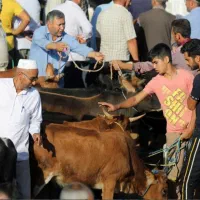 بنگاه خرید و فروش دام