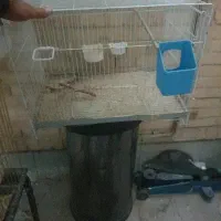 قفس پرنده