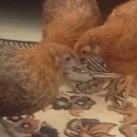 نیمچه مرغ