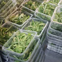 کارگاه بسته بندی سالاد و سبزی لاجورد