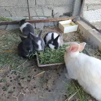 بچه خرگوش لوپ ساده